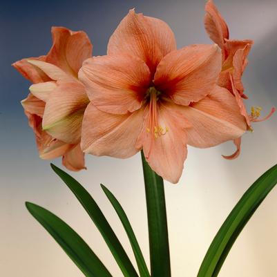 Amaryllis Dutch 'Rilona' 