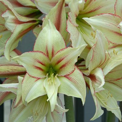 Amaryllis Dutch 'Magic Green' 