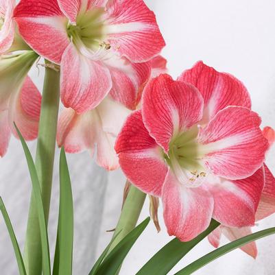 Amaryllis Peruvian 'Cherry Blossom' 