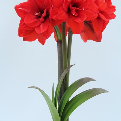 Amaryllis Peruvian 'Double King' 