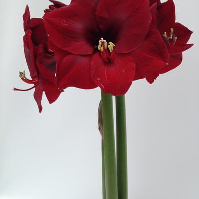 Amaryllis Peruvian 'Mandela' 