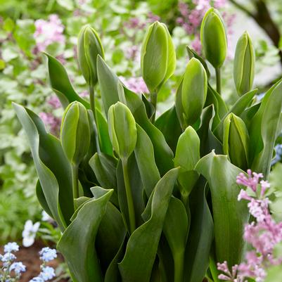 Tulipa Green 'Green Power' 