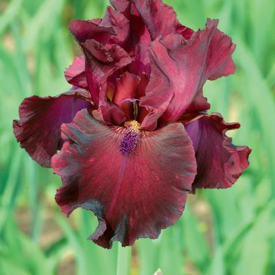 Iris Germanica 'Rio Rojo' 