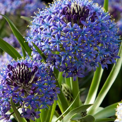 Scilla Peruviana 'Portuguese Squill Blue' 