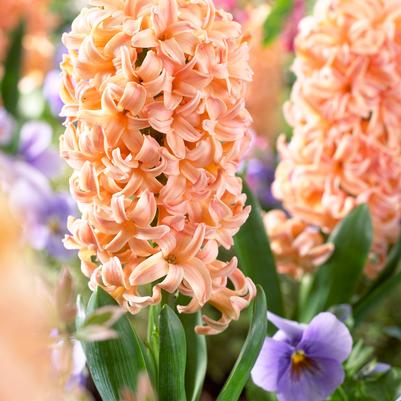 Hyacinthus Orientalis 'Gypsy Queen' 