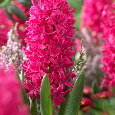 Hyacinthus Orientalis 'Jan Bos' 