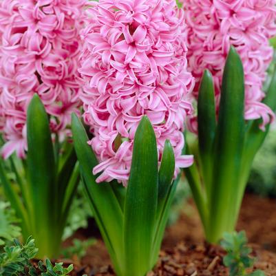 Hyacinthus Orientalis 'Pink Pearl' 