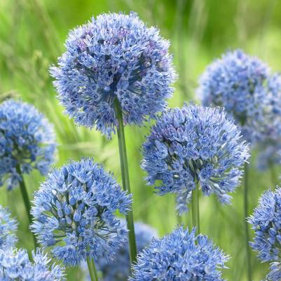 Allium Miniature 'Azureum' 