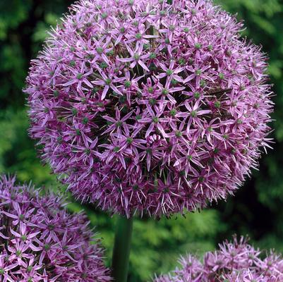 Allium Giant 'Gladiator' 