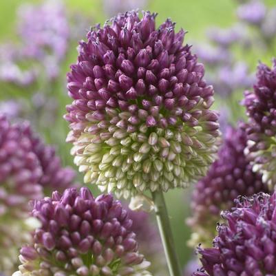 Allium Miniature 'Sphaerocephalon' 