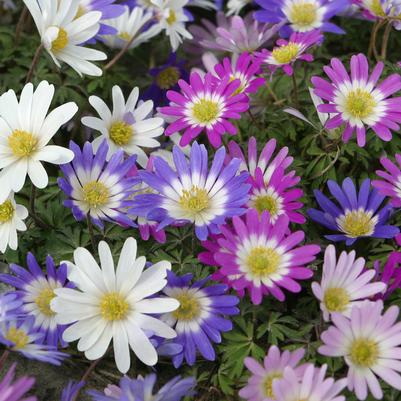 Anemone Blanda 'Mixture' 