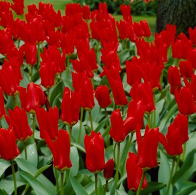 Tulipa Emperor 'Red Emperor' 