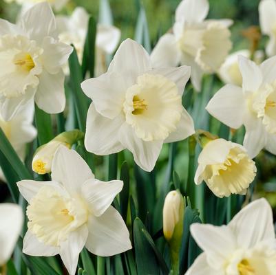 Narcissi Trumpet 'Mount Hood' 