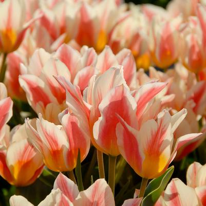 Tulipa Greigii 'Quebec' 