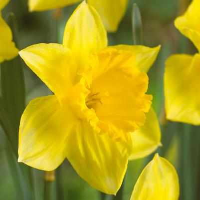 Narcissi Large Cupped 'Carlton' 