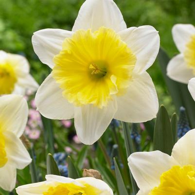 Narcissi Large Cupped 'Ice Follies' 