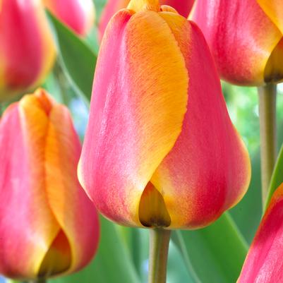 Tulipa Darwin Hybrid 'Apeldoorn Elite' 