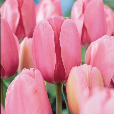 Tulipa Darwin Hybrid 'Pink Impression' 