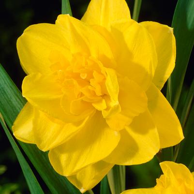 Narcissi Double 'Dick Wilden' 