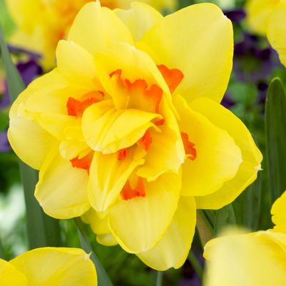 Narcissi Double 'Tahiti' 