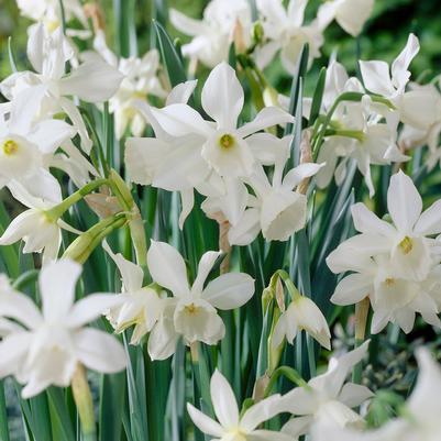 Narcissi Miniature 'Thalia' 