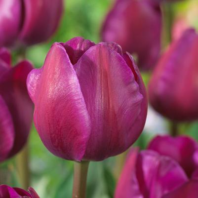 Tulipa Triumph 'Negrita' 