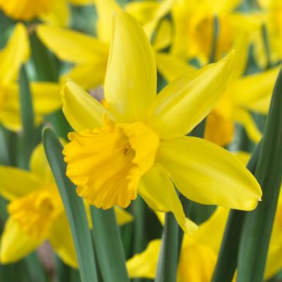 Narcissi Miniature 'February Gold' 