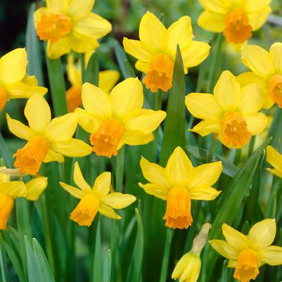 Narcissi Miniature 'Jetfire' 