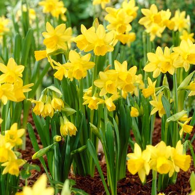 Narcissi Miniature 'Tete a Tete' 