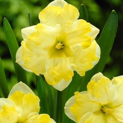 Narcissi Butterfly 'Cassata' 