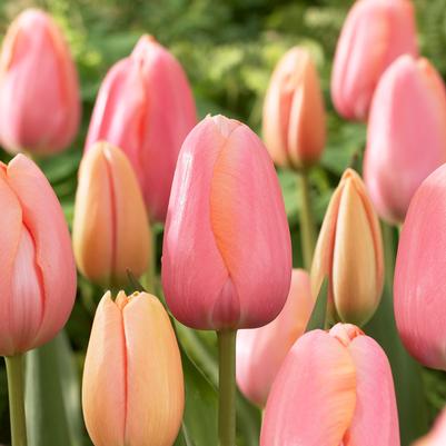 Tulipa Single Late 'Menton' 