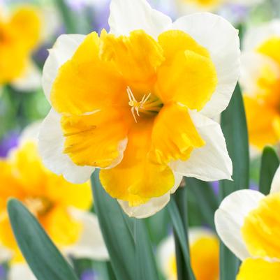 Narcissi Butterfly 'Orangery' 