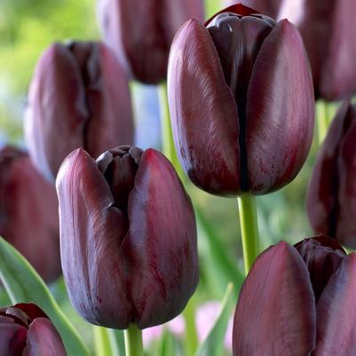 Tulipa Single Late 'Queen of Night' 