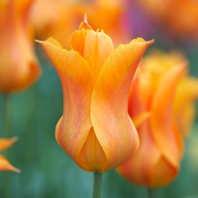 Tulipa Lily Flowering 'Ballerina' 