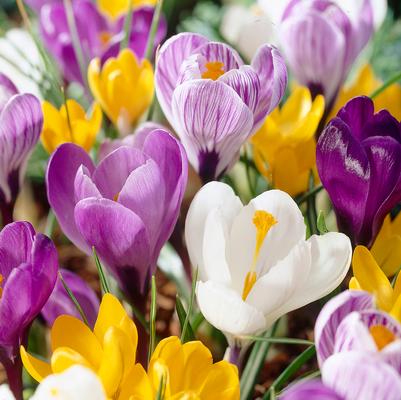 Crocus Large Flowering 'Mixture' 