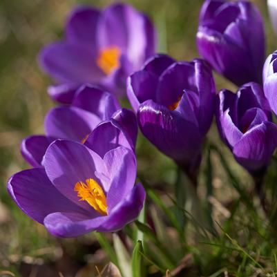 Crocus Large Flowering 'Flower Record' 