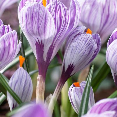 Crocus Large Flowering 'Pickwick' 