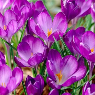 Crocus Species 'Ruby Giant' 