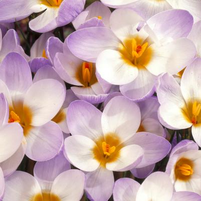 Crocus Species 'Blue Pearl' 