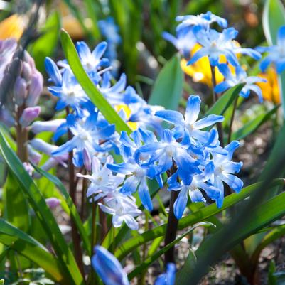 Chionodoxa 'Luciliae' 