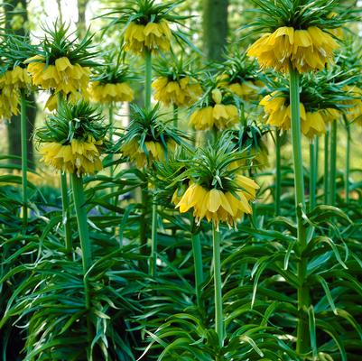 Fritillaria Imperialis 'Lutea' 