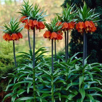 Fritillaria