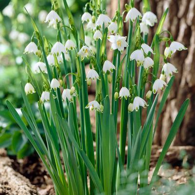 Leucojum 'Aestivum' 