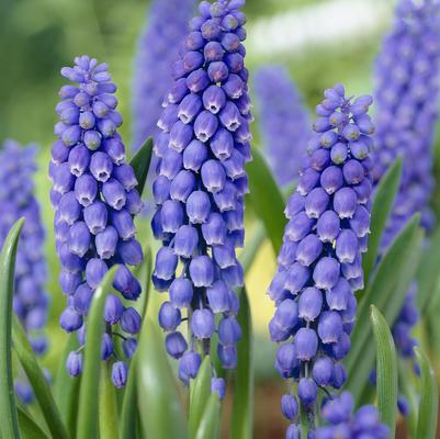 Muscari 'Armeniacum' 