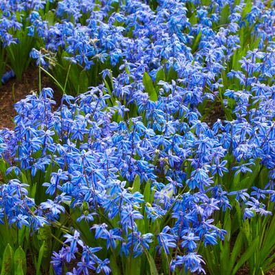 Scilla Siberica 'Spring Beauty' 