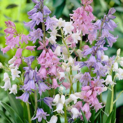 Hyacinthoides Hispanica 'Mixture' 