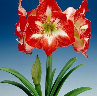 Amaryllis Dutch 'Minerva' 