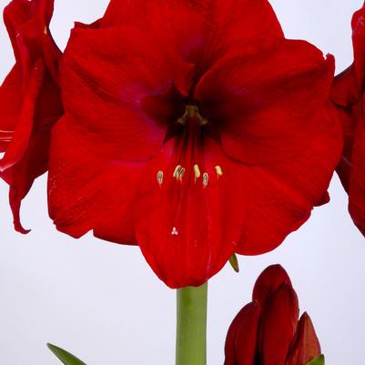 Amaryllis Dutch 'Red Lion' 