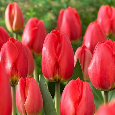 Tulipa Darwin Hybrid 'Parade' 