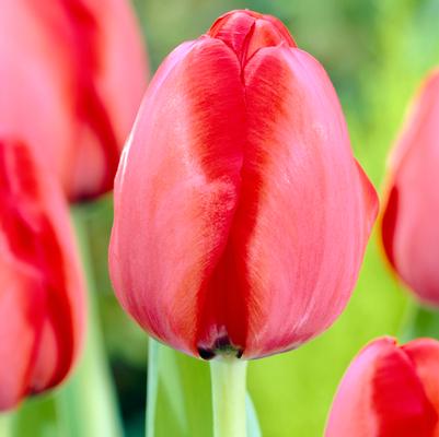 Tulipa Darwin Hybrid 'Red Impression' 